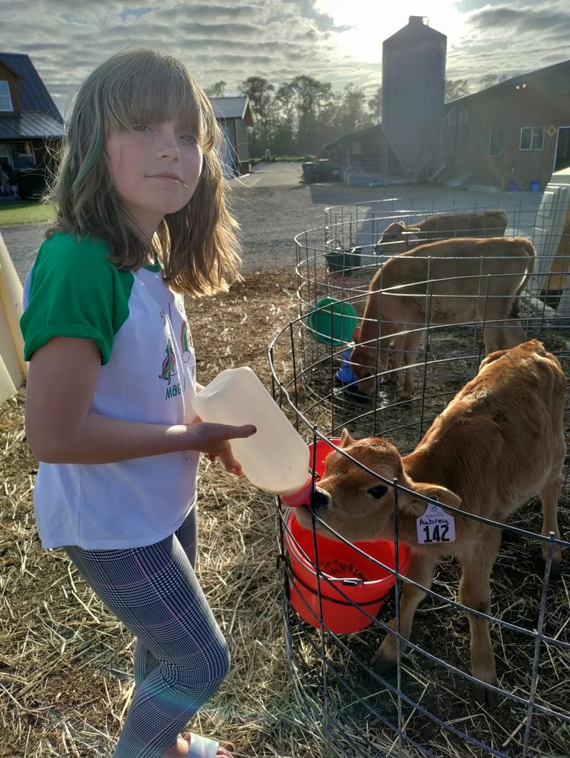 A Working Dairy Farm on Towne Road A Working Dairy Farm on Towne Road