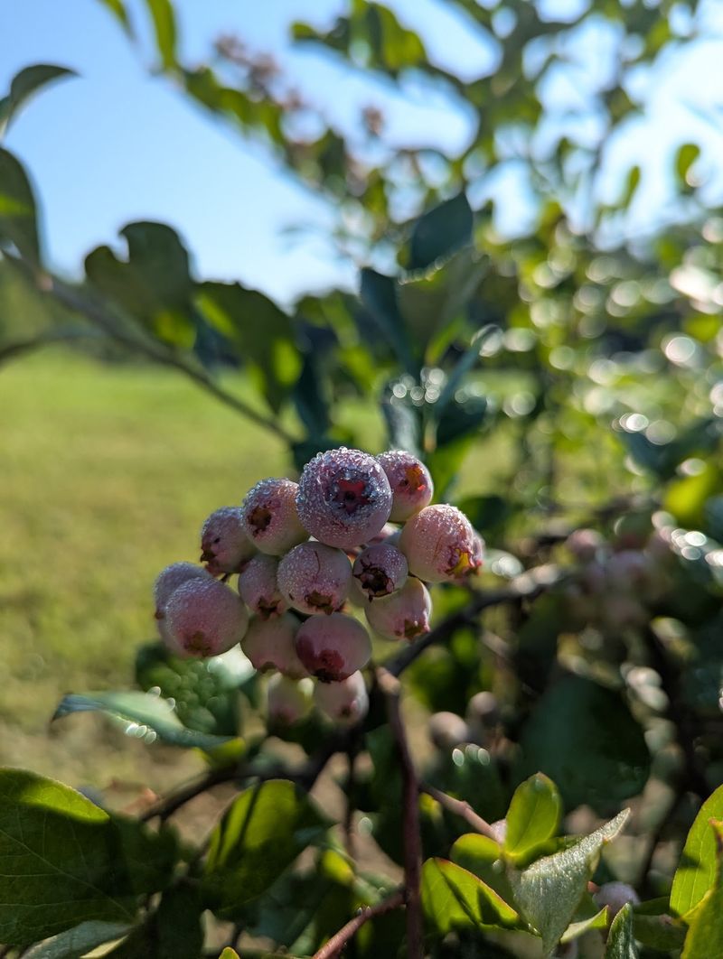 Alex's Berry Farm, Rougemont, North Carolina Alex's Berry Farm, Rougemont, North Carolina