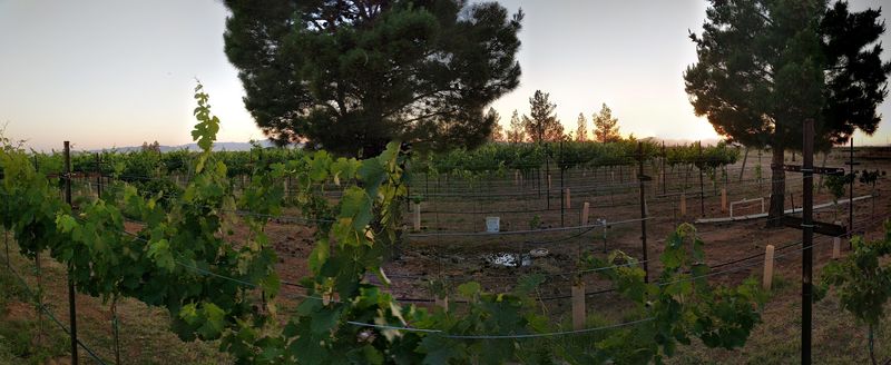 An Authentic Working Vineyard