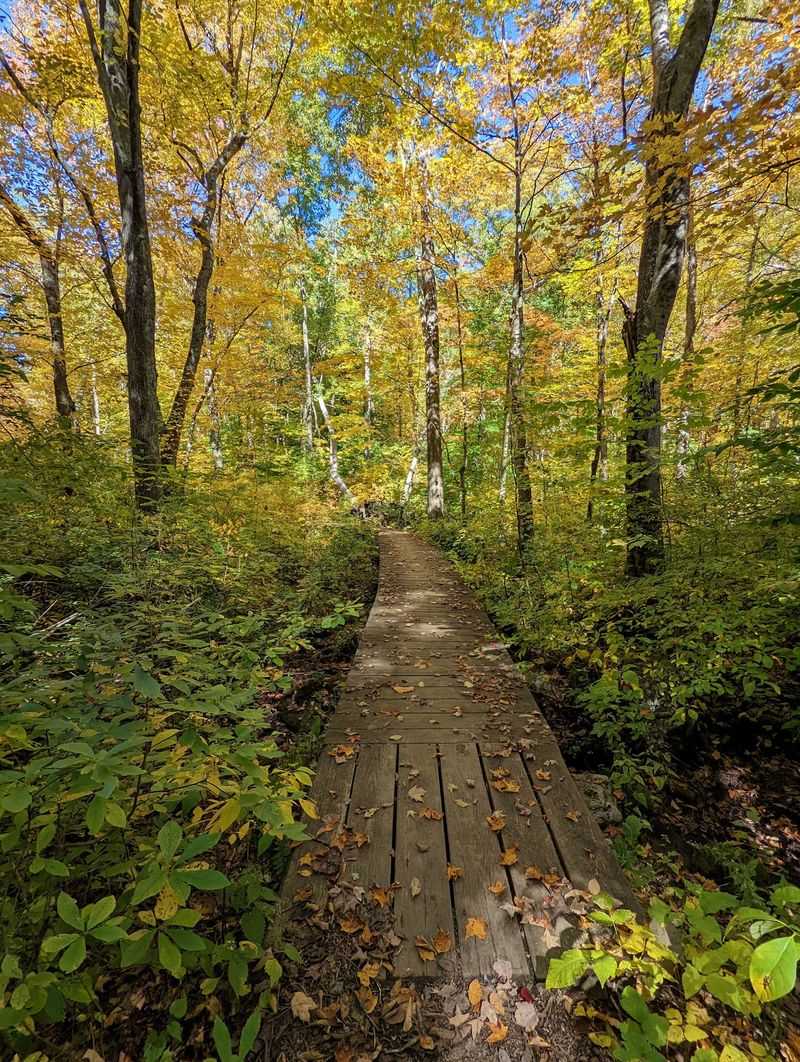 An Extensive Web Of Shaded Trails