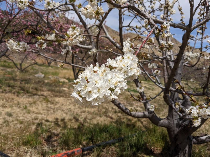 Angle Orchard