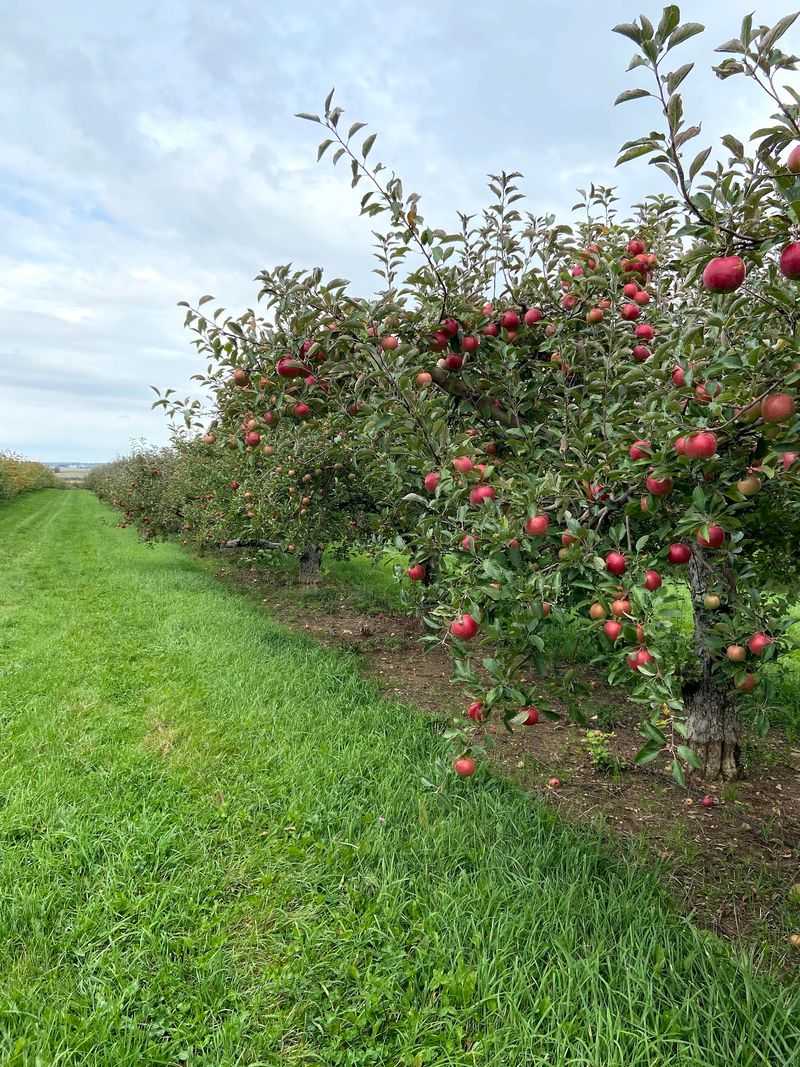 Apple Barn Orchard & Winery, Elkhorn, WI