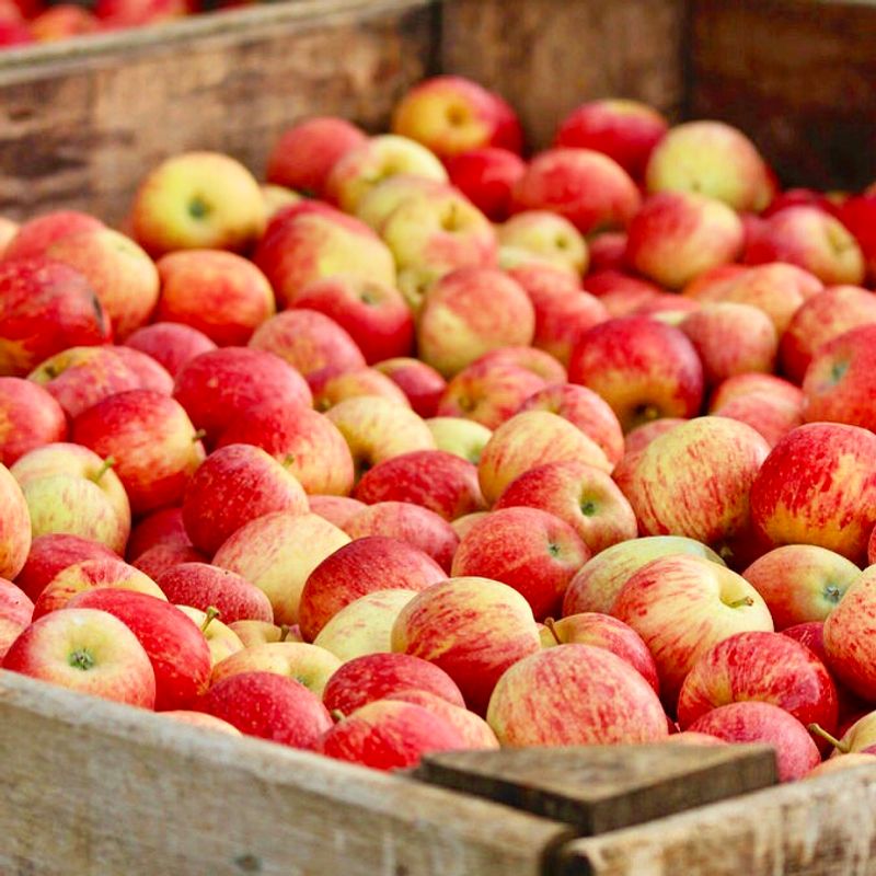 Apple Hill Area, Camino Apple Hill Area, Camino