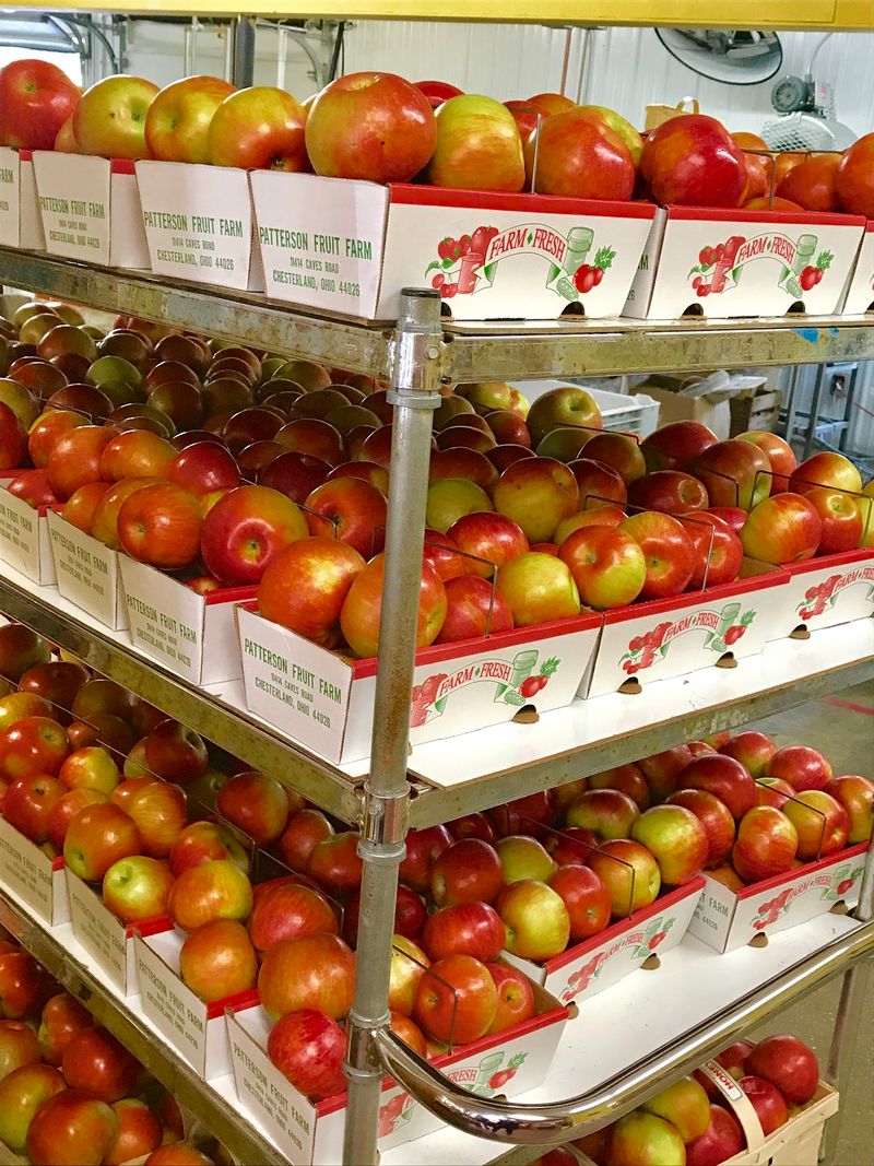 Apple Picking Among The Rows