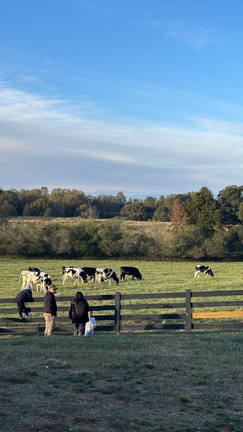 Baby Cows, Picnic Tables, and Pasture Views