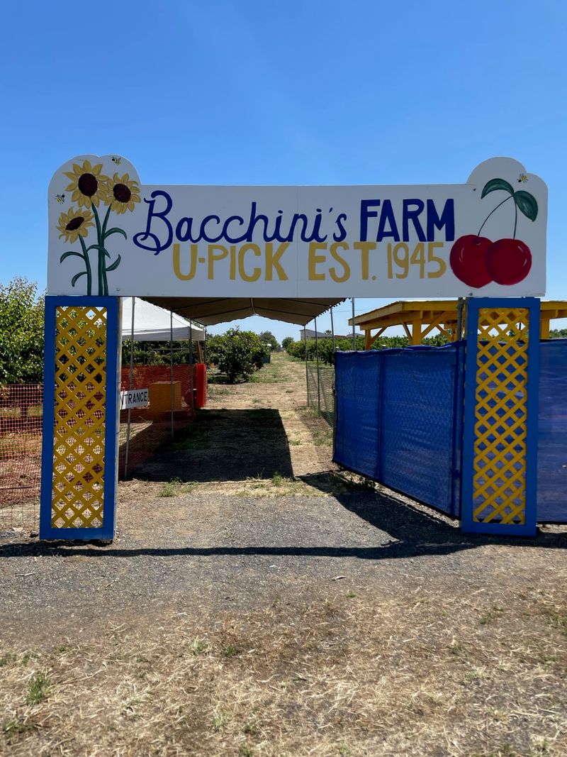 Bacchini's Fruit Tree, Brentwood, California