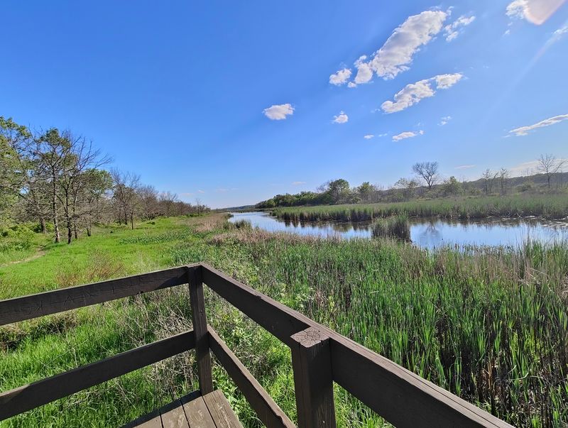 Bank Swallows and Wandering Wildlife