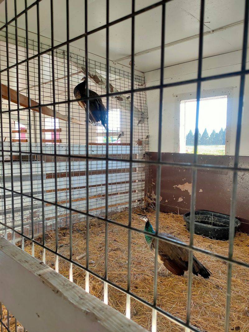 Barnyard Neighbors Who Steal the Show