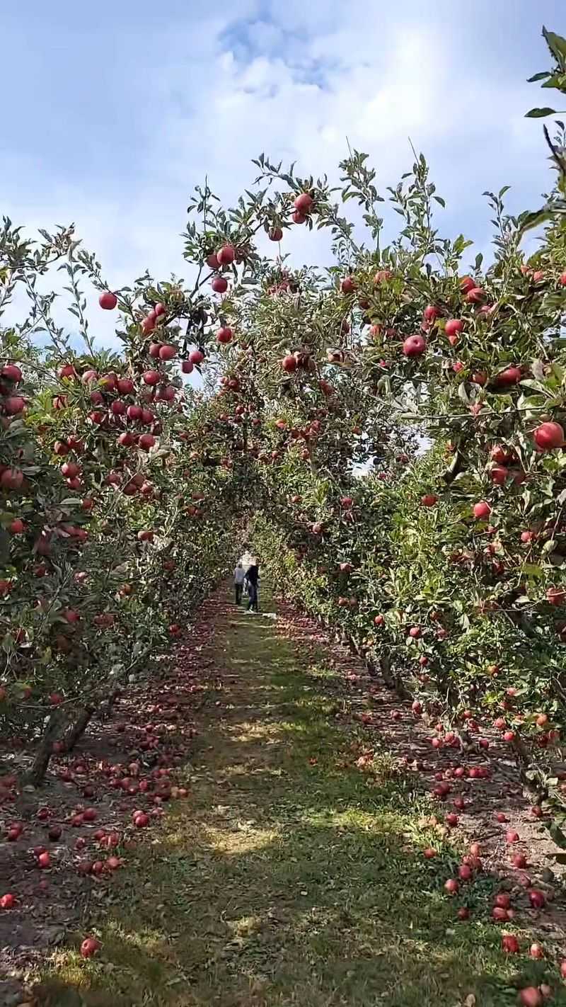 Barthel Fruit Farm, Mequon, WI