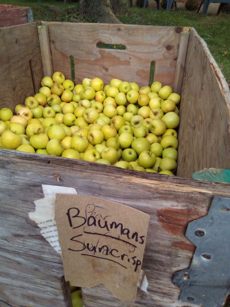 Bauman's Cider, Gervais
