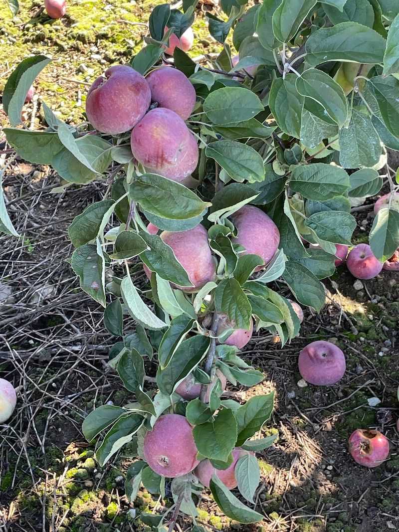 Beardsley's Cider Mill & Orchard, Shelton, CT