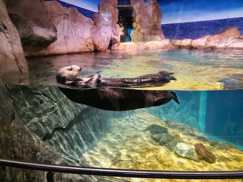 Belugas, Otters, and the Chilly Cold Water Quest