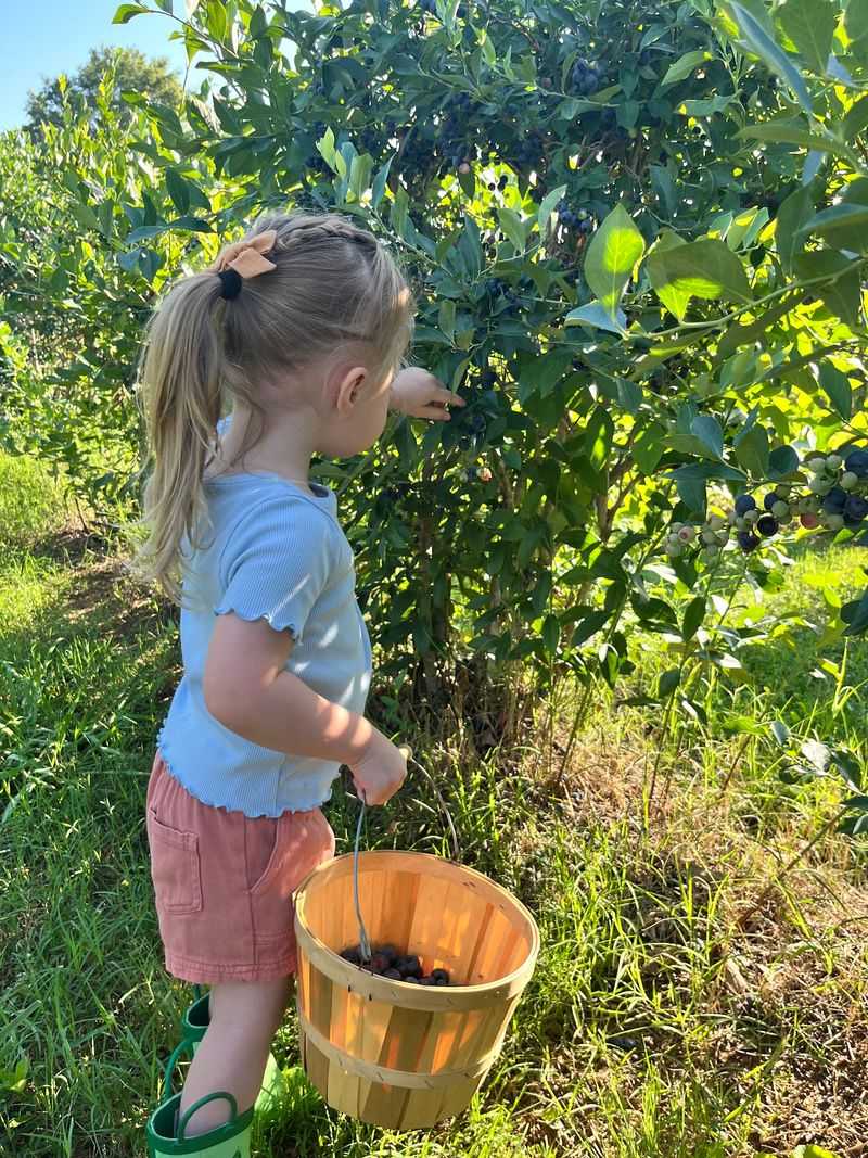 Berry Good Farms, Cornelia, Georgia