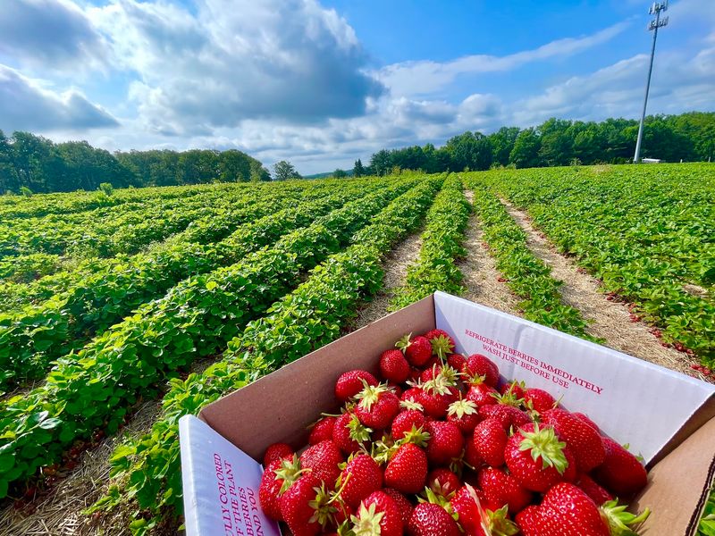 Berry Season Kicks Things Off Berry Season Kicks Things Off