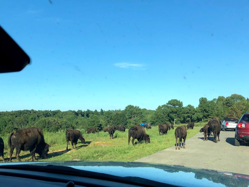Best Hours For Big Herds Best Hours For Big Herds