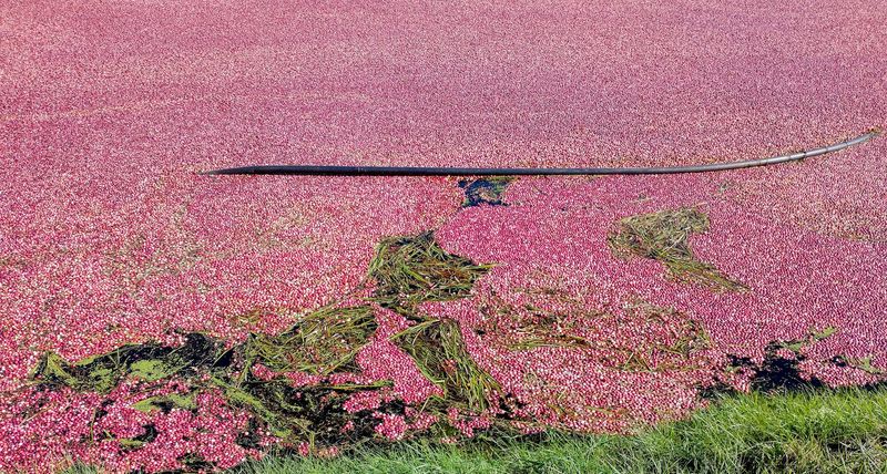 Best Time To Catch The Harvest