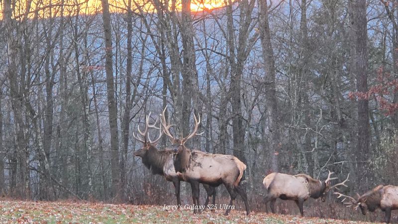 Best Times to Catch the Herd Best Times to Catch the Herd