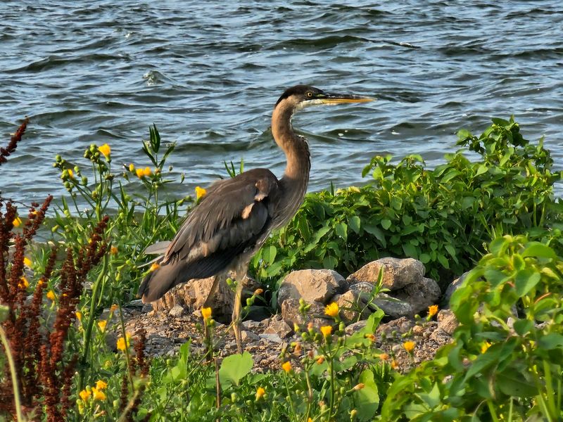 Birds, Ducks, and Island Wildlife