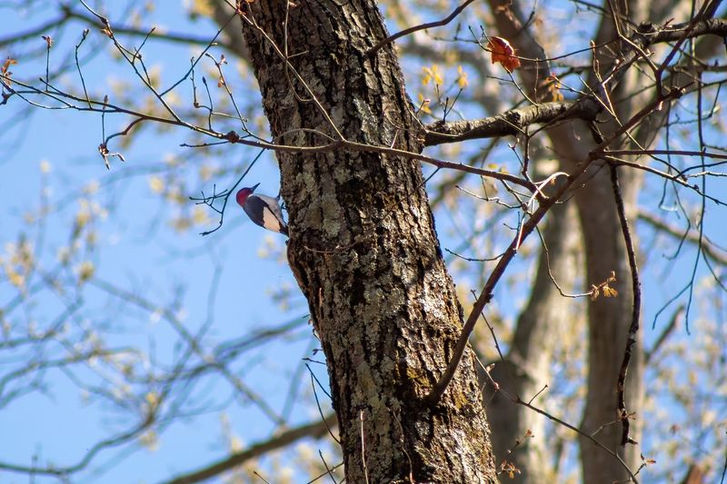 Birds, Frogs, And The Occasional Bald Eagle
