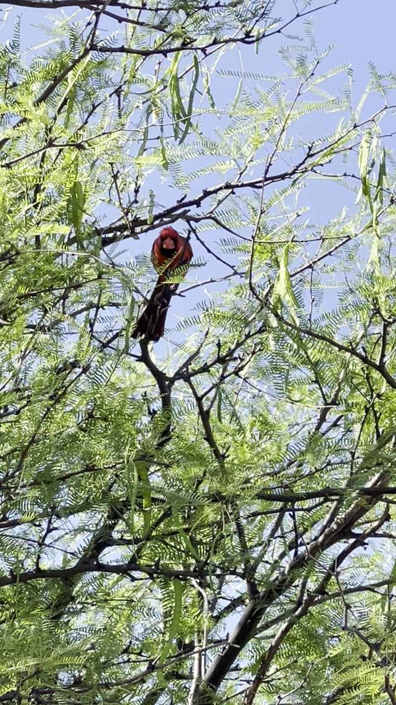 Birds, Wildlife, And Quiet Corners Birds, Wildlife, And Quiet Corners