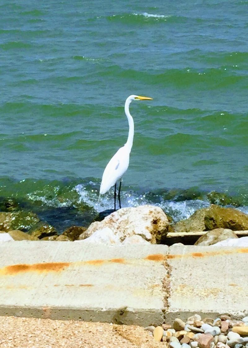 Birdwatching That Fills The Calendar Birdwatching That Fills The Calendar