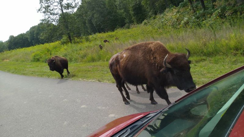 Bison That Walk Right Up To Your Car Bison That Walk Right Up To Your Car