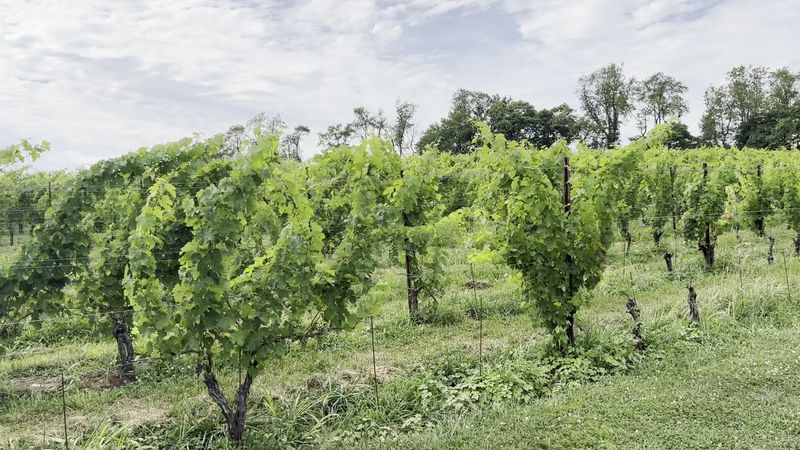 Black Ankle Vineyards, Mt Airy, MD