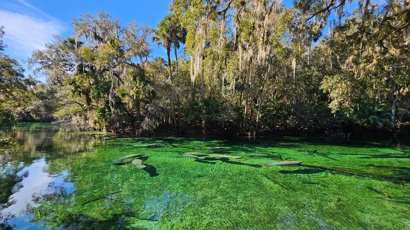 Blue Spring Run, Orange City, Florida