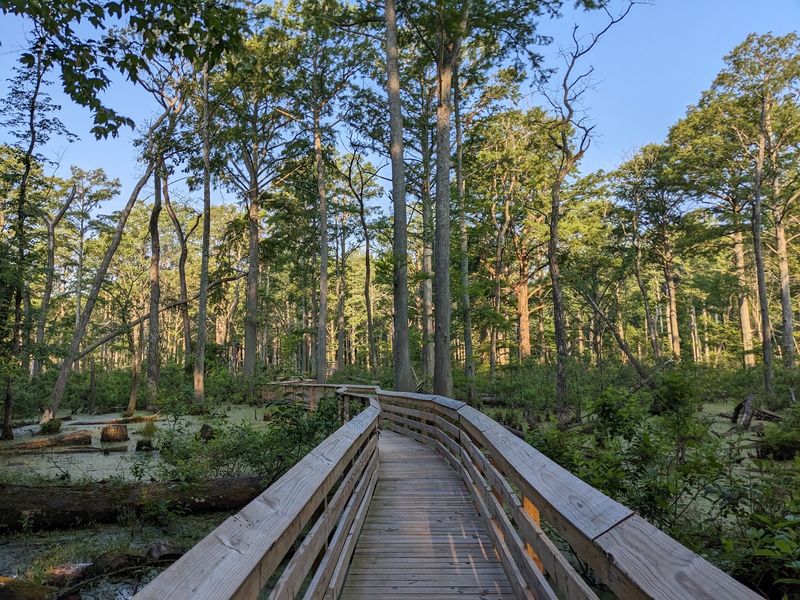 Boardwalks That Keep Your Boots Above The Water
