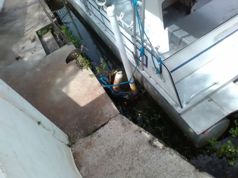 Boat Slips and a Five-Dollar Launch