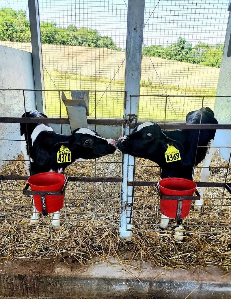 Bottle-Feeding the Calves