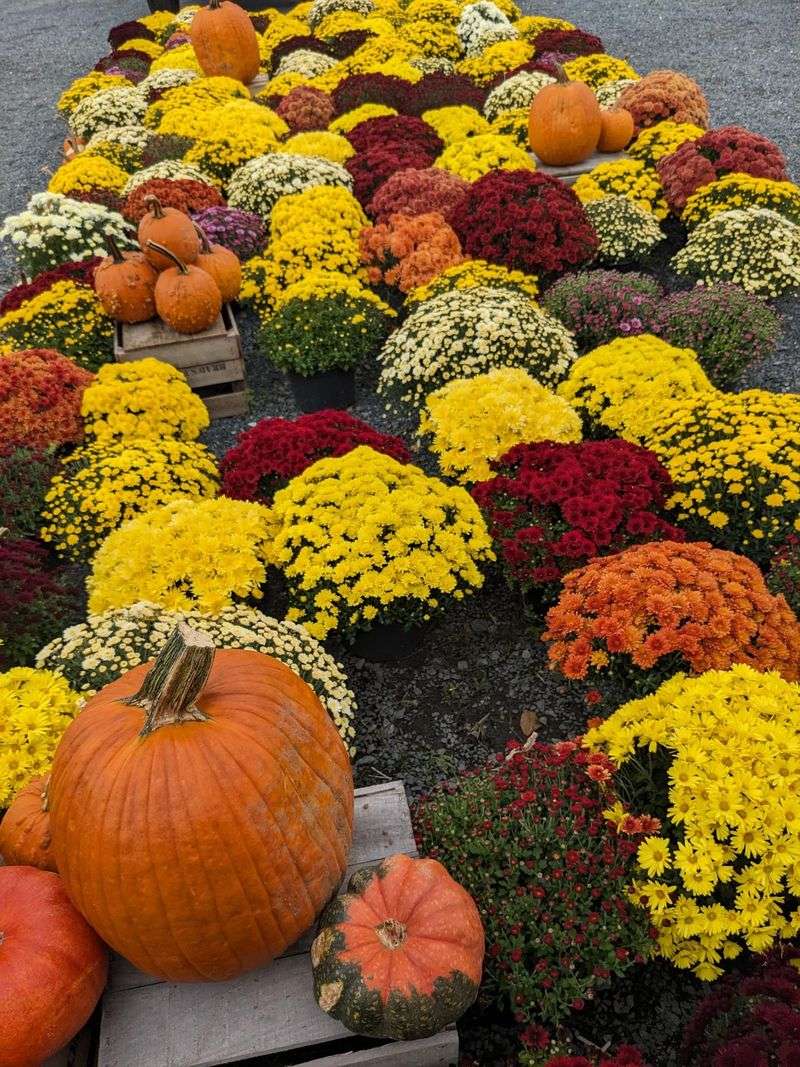 Brad's Farm Market, Churchville, MD Brad's Farm Market, Churchville, MD