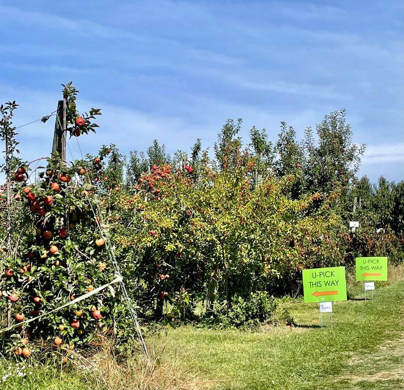 Branstool Orchards, Utica, OH