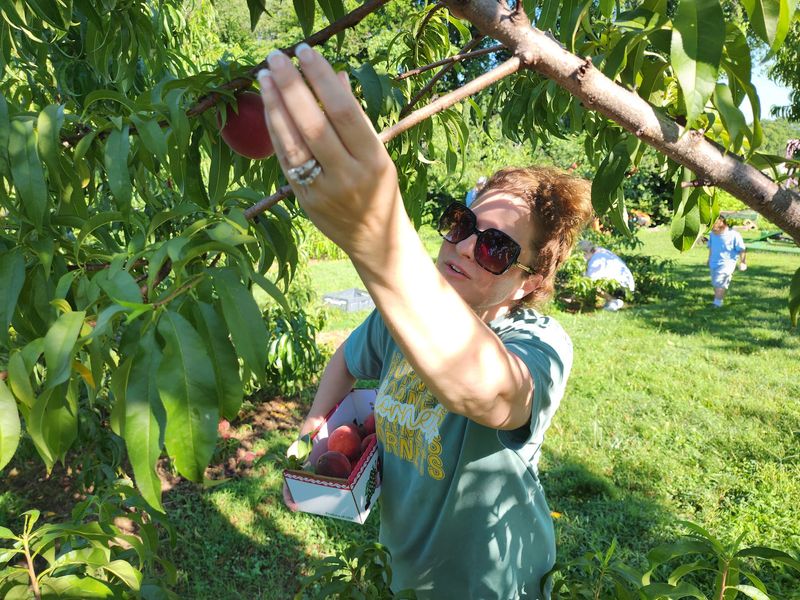 Breeden's Orchard, Mt. Juliet, TN Breeden's Orchard, Mt. Juliet, TN