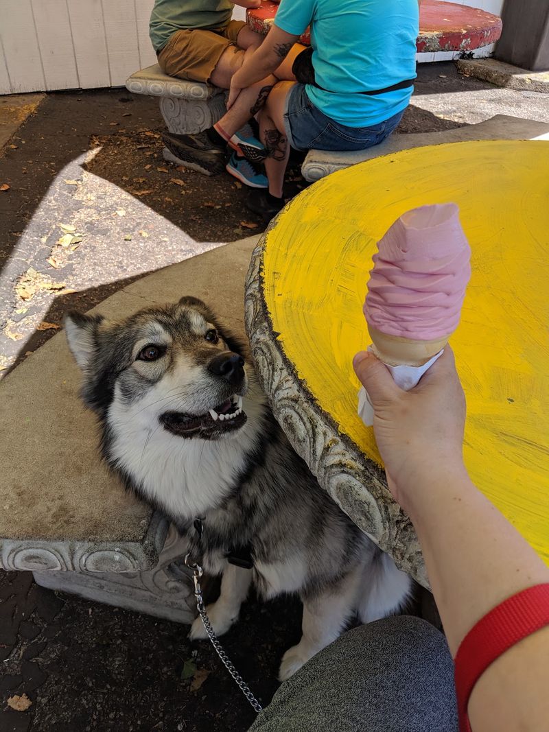 Bring The Dog Along