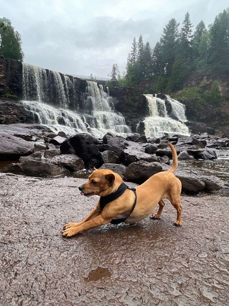 Bring the Dog Along