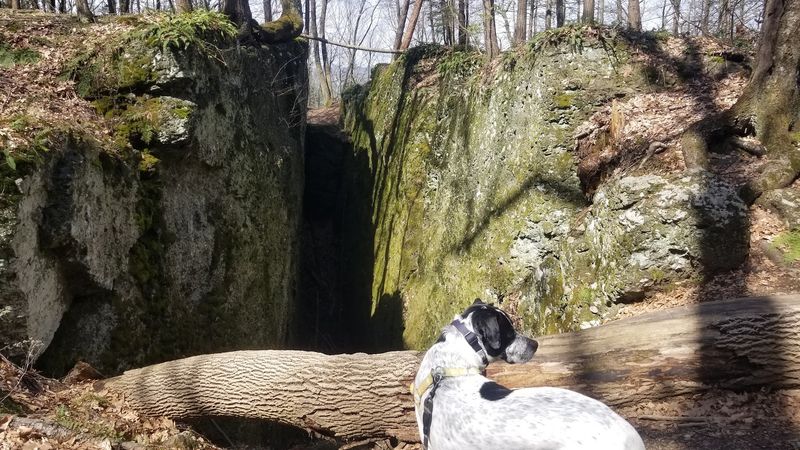 Bringing Kids And Dogs Along