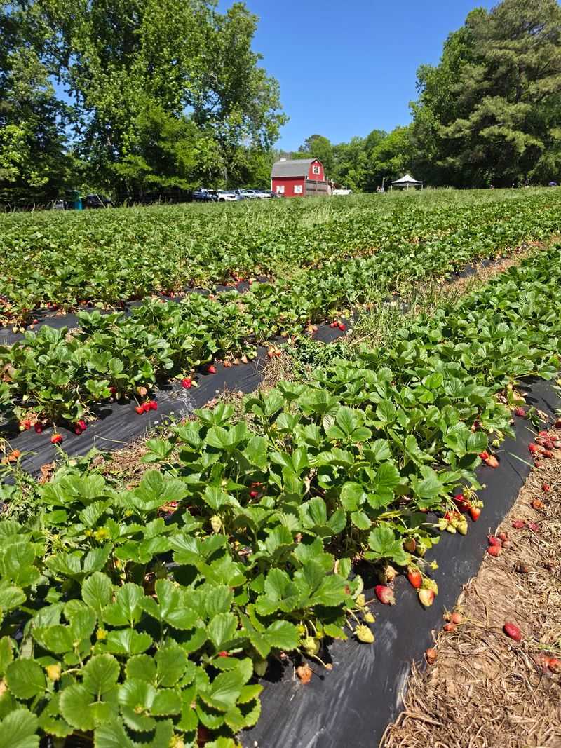 Buckwheat Farm, Winston-Salem, North Carolina Buckwheat Farm, Winston-Salem, North Carolina