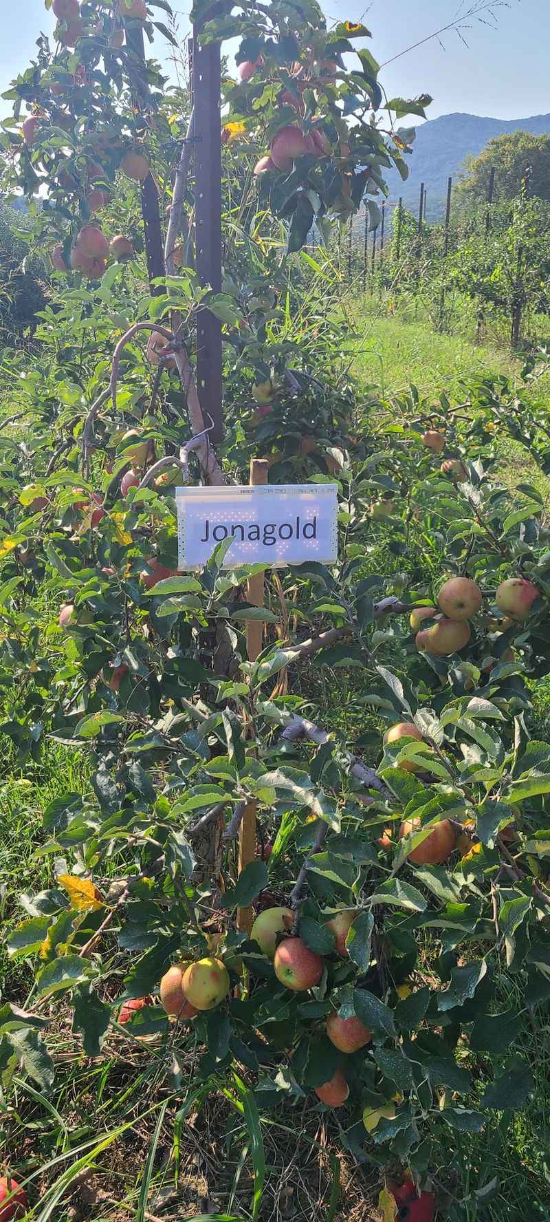 Buffalo Trail Orchard, Greeneville, TN