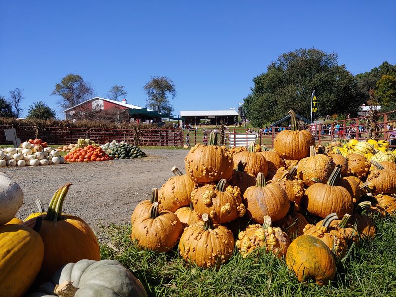 Butler's Orchard, Germantown, MD