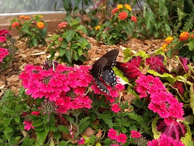 Butterflies, Hummingbirds and the Occasional Bunny Butterflies, Hummingbirds and the Occasional Bunny