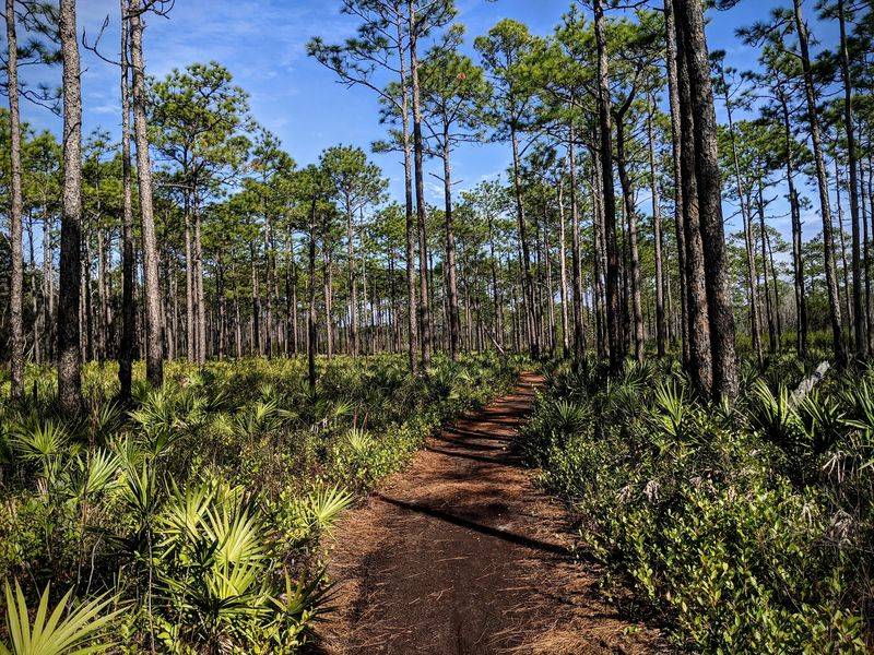 Cabins and Campsites Among the Pines