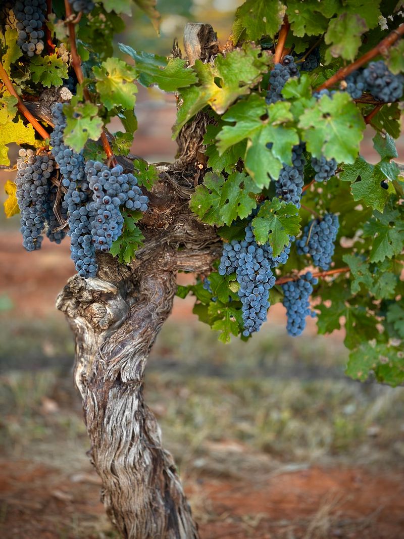 Callaghan Vineyards, Elgin, Arizona