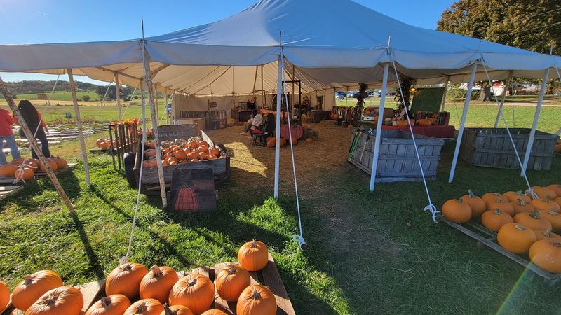 Campbell's Maze Daze & Pumpkin Patch, Clever, MO