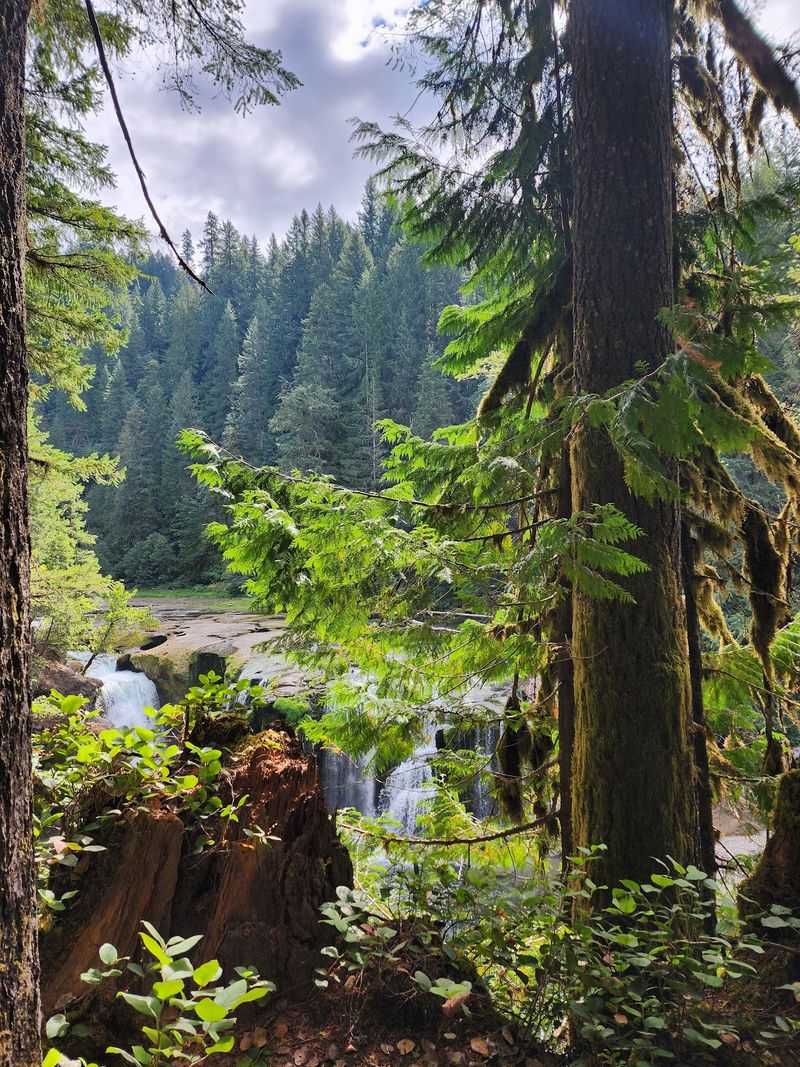 Camping Among the Towering Trees