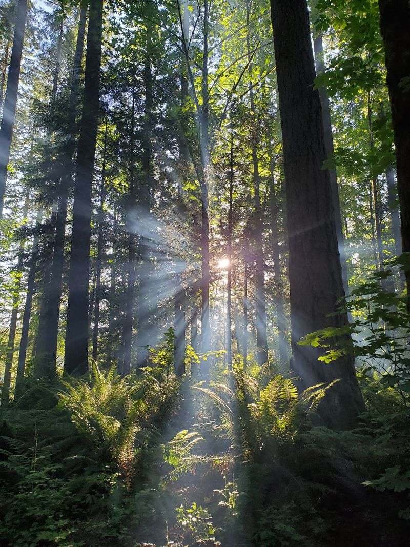 Camping Under The Trees