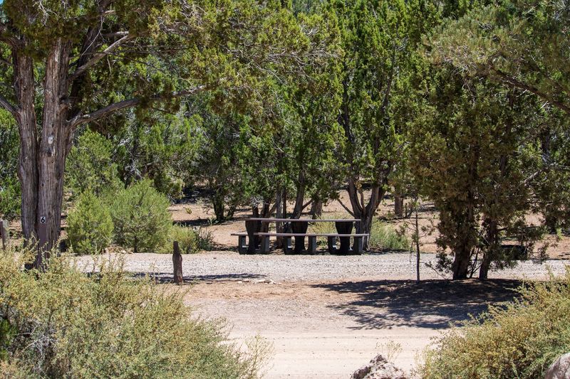 Campsites Spread Out Under The Pinyons Campsites Spread Out Under The Pinyons