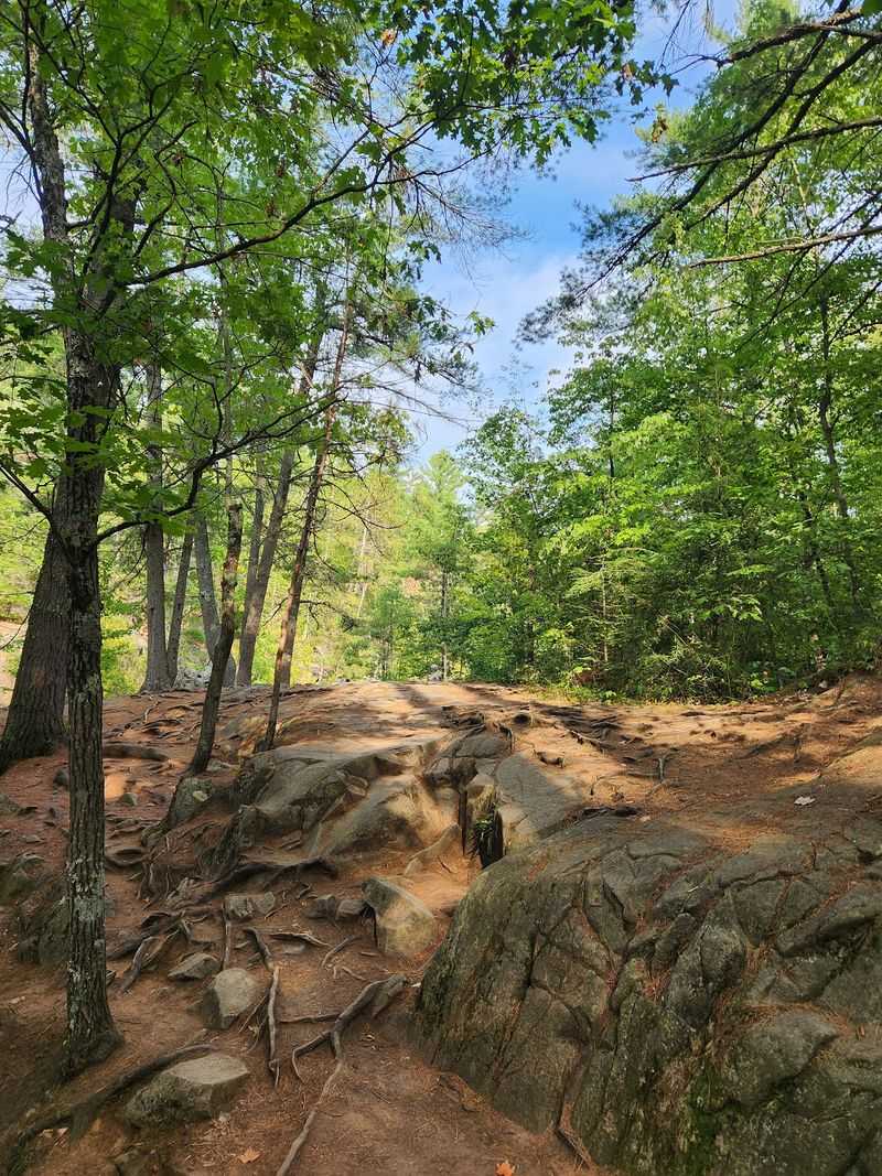 Cedar Groves And Woodland Surprises Cedar Groves And Woodland Surprises