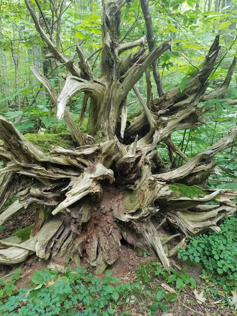 Cedars Older Than the Country Cedars Older Than the Country
