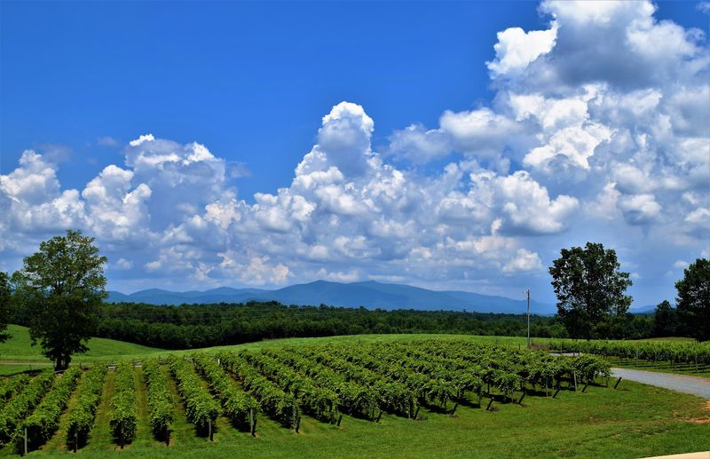 Chateau Meichtry Family Vineyard and Winery, Talking Rock, GA